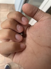 Callistethus marginatus