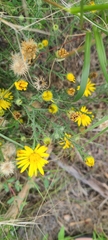 Asteraceae