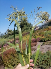 Panicum miliaceum miliaceum
