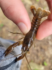 Cambarus