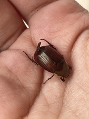 Callistethus marginatus