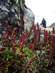 Phlegmariurus