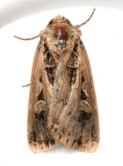 Feltia subgothica
