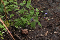Salvia amarissima