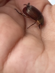 Callistethus marginatus