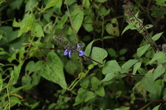 Salvia amarissima