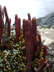 Phlegmariurus