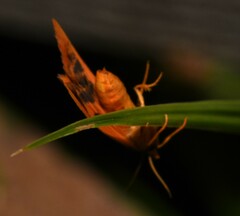 Virbia aurantiaca