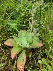 Echeveria gibbiflora