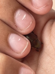 Callistethus marginatus