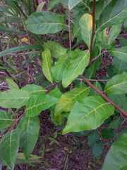 Elaeagnus umbellata