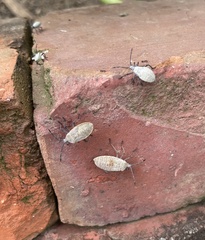 Anasa tristis