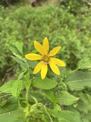 Thomisidae