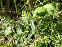 Rhinanthus