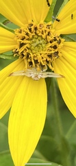 Thomisidae