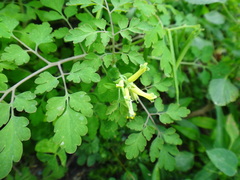 Corydalis balansae