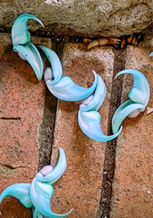 Strongylodon macrobotrys