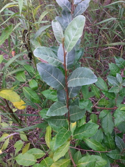 Elaeagnus umbellata