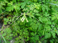 Corydalis balansae