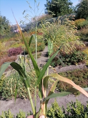 Panicum miliaceum miliaceum