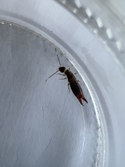 Euborellia annulipes