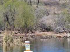 Odocoileus virginianus couesi