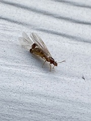 Brachymyrmex depilis