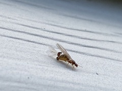 Brachymyrmex depilis