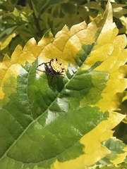 Gasteracantha cancriformis