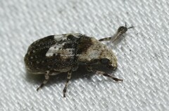 Euparius paganus