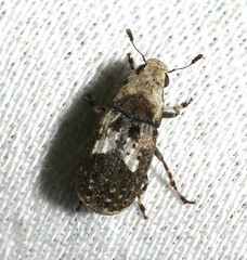 Euparius paganus