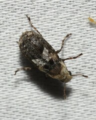 Euparius paganus
