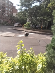 Gasteracantha cancriformis