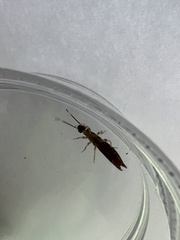 Euborellia annulipes