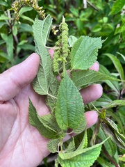 Boehmeria cylindrica