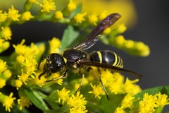 Ancistrocerus