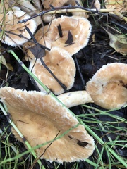 Lactarius pubescens