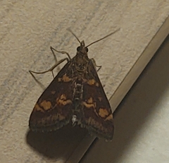 Pyrausta aurata