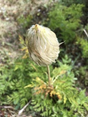 Pulsatilla occidentalis