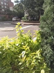 Gasteracantha cancriformis