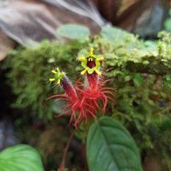 Columnea minor
