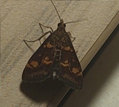 Pyrausta aurata