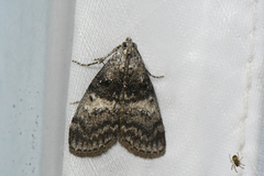 Pococera asperatella