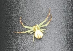 Thomisidae