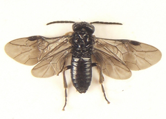 Stethomostus fuliginosus
