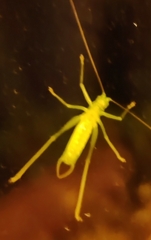 Meconema meridionale