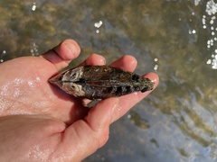 Ortmanniana ligamentina