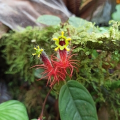 Columnea minor