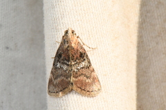 Pococera asperatella