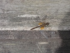 Sympetrum flaveolum